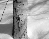 trunk-of-poplar-tree-in-snow_B-W 01024