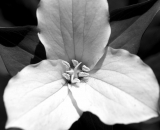 white-trillium-flower_B-W 01031