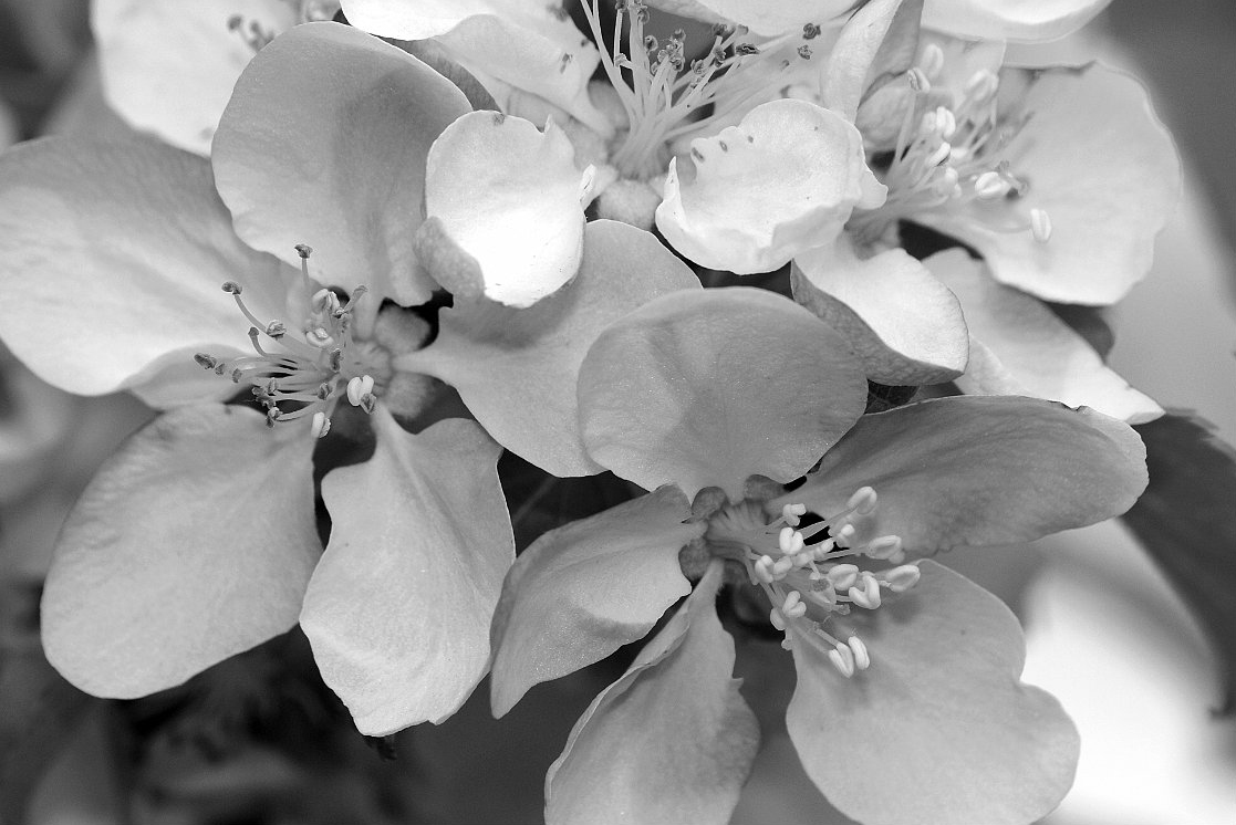 apple-blossoms_B-W 02015