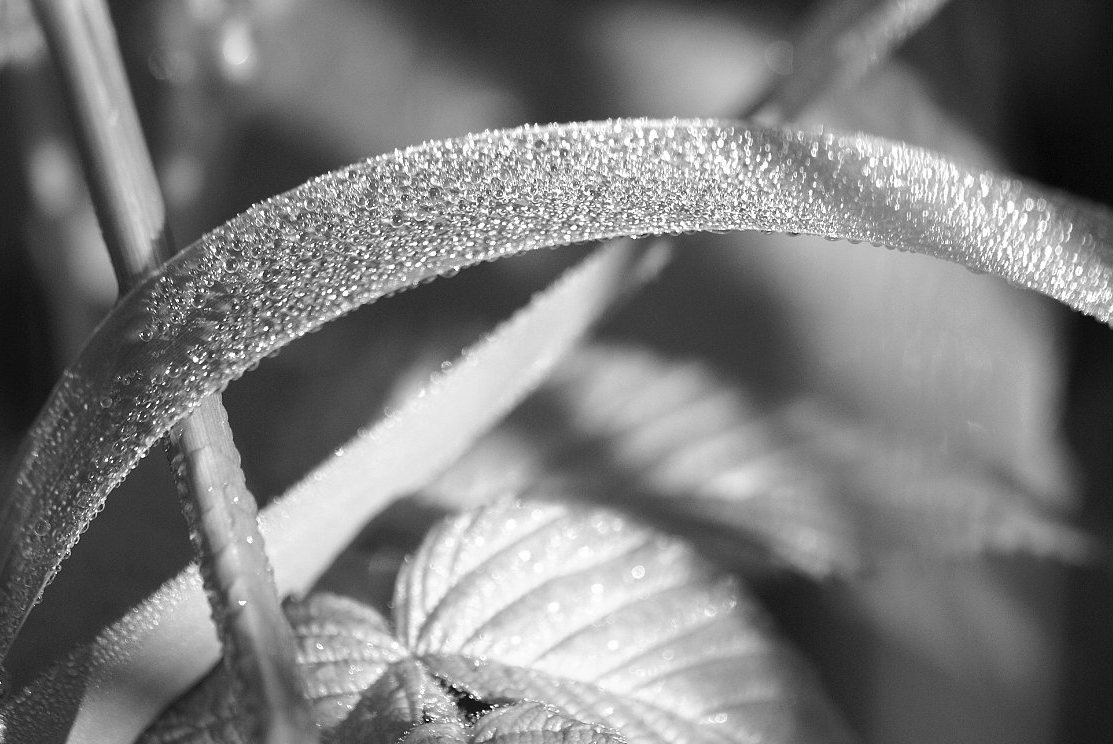 close-up-of-dew covered-grass-and-leaves_B-W 02022