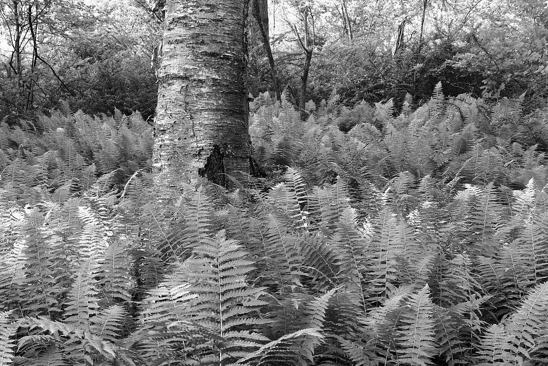 ferns-and-birch-trunk_B-W 02028