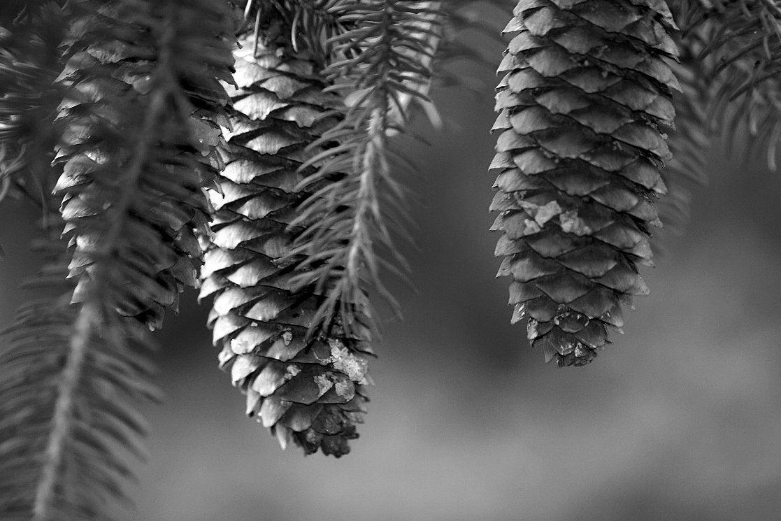 fir-cones-hanging-from-tree_B-W 02006