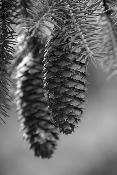 fir-cones-hanging-from-tree_B-W 02007
