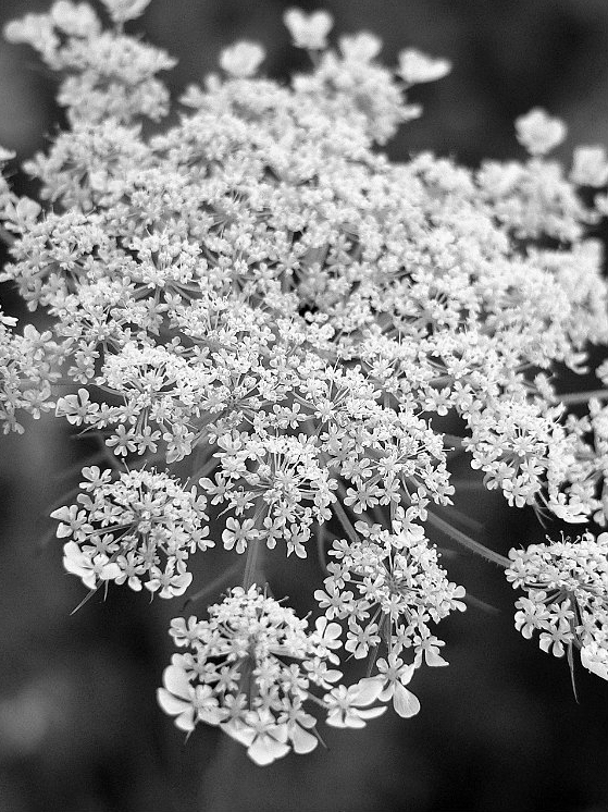 queen-annes-lace-close-up_B-W 02034