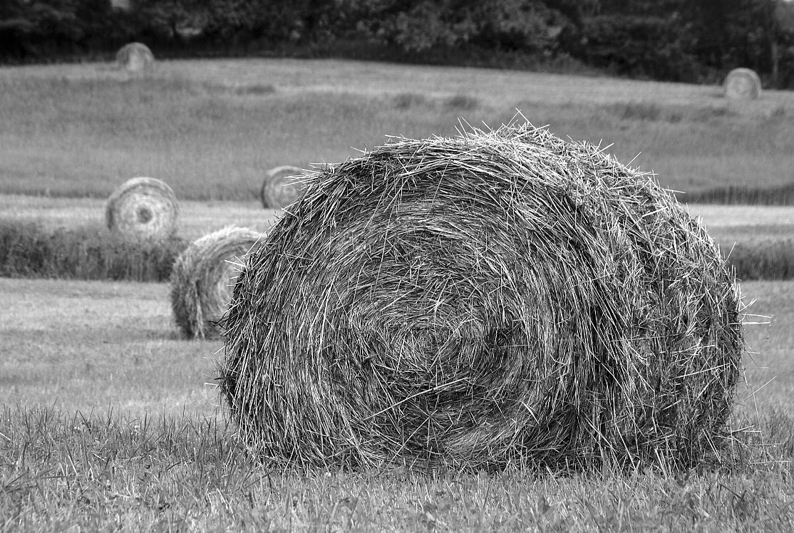 rolled-hay-bales-in-field_B-W 02019