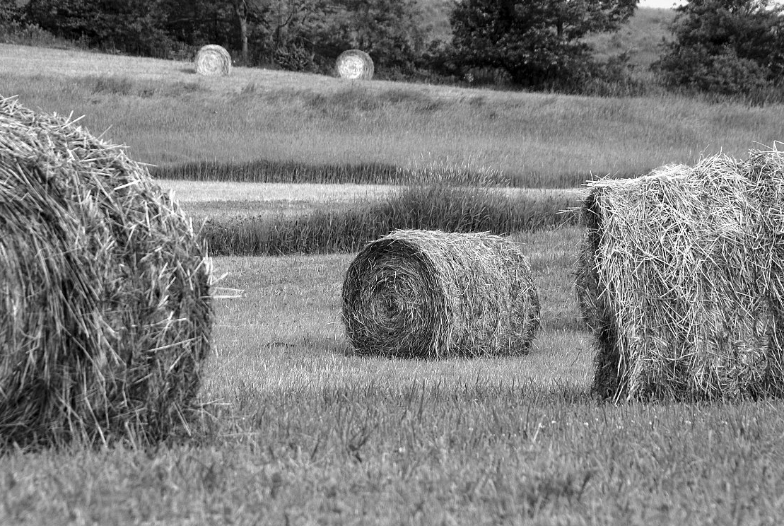 rolled-hay-bales-in-field_B-W 02020