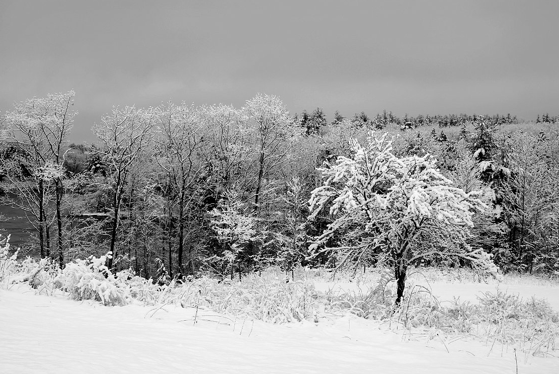 snow-covered-trees-along-field_B-W 02012