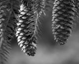 fir-cones-hanging-from-tree_B-W 02006