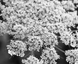 queen-annes-lace-close-up_B-W 02034