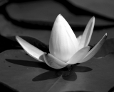 water-lilly_B-W 02025
