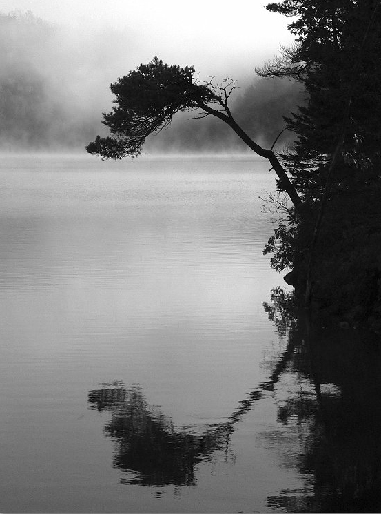 tree-arched-over-water-with-reflection_B-W 02037