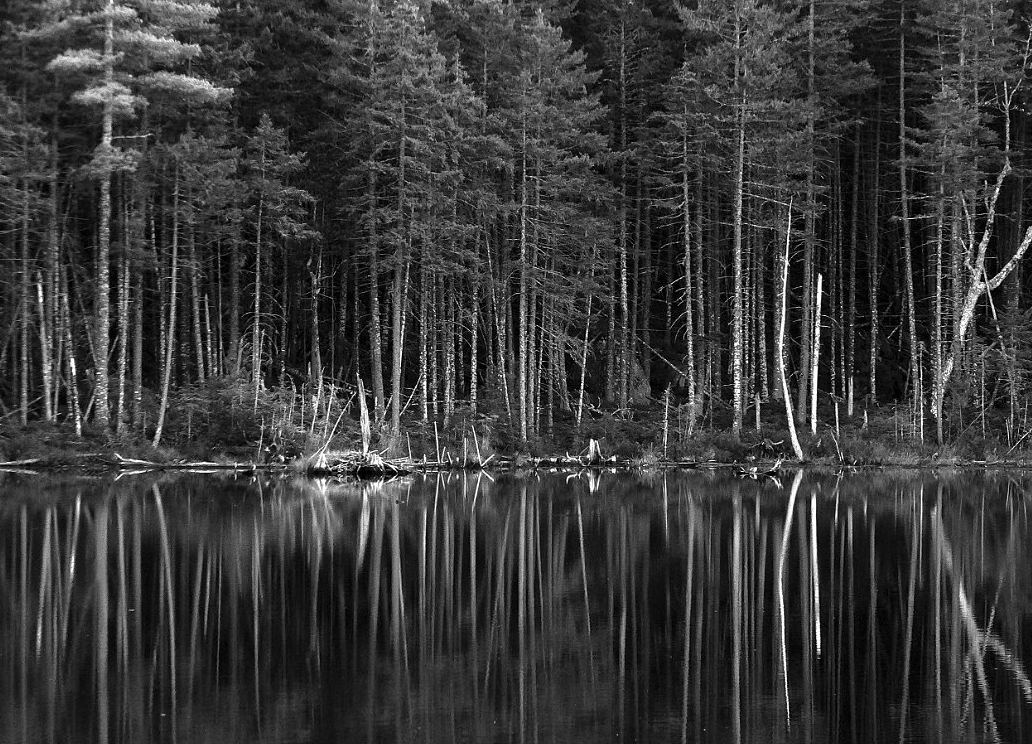 trees-at-edge-of-woodland-pond_B-W 02035
