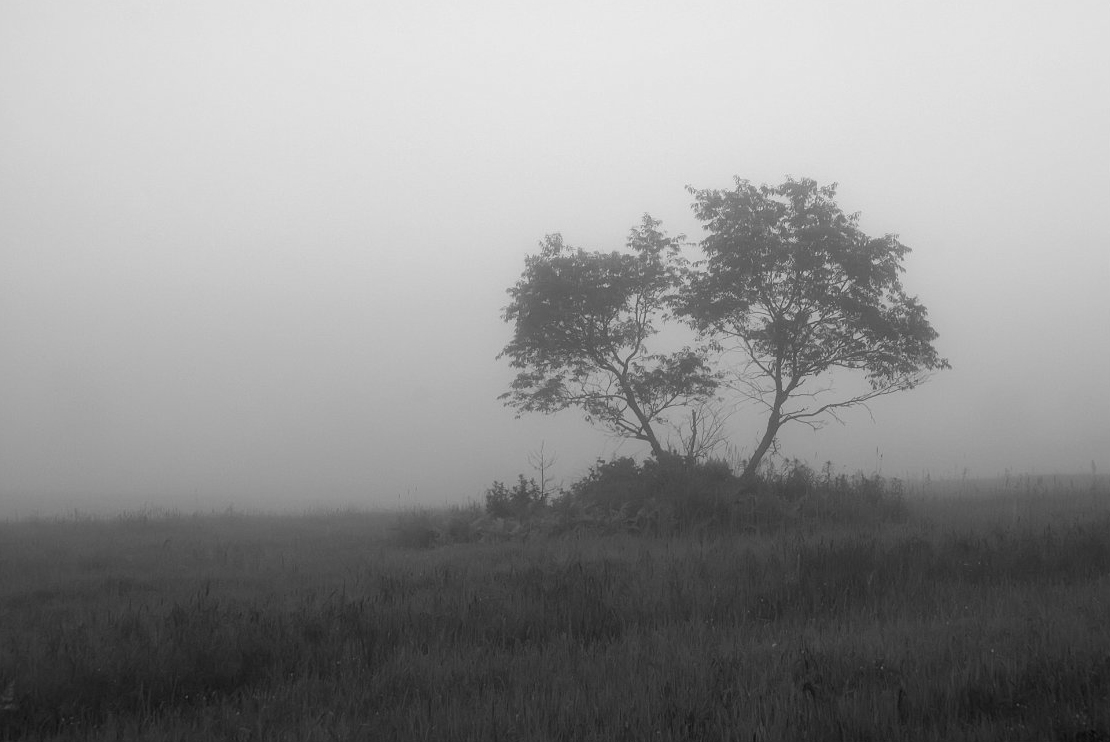 two-trees-in-foggy-field_B-W 02023