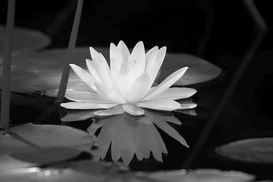water-lily-with-reflection_B-W 02027