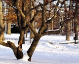 The-Quad-at-Bates-College-in-winter__DSC03626