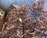 tulip-tree-at-Hathorn-Hall-at-Bates-College_DSC01762