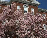 tulip-tree-at-Hathorn-Hall-at-Bates-College__DSC01772