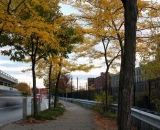 autumn-trees-on-Canal-Street-Lewiston_DSC00203