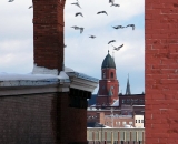 pigeons-with-Lewiston-City-Hall-in-distance_DSC09123