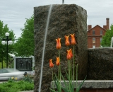 tulips-at-Fountain-Park-Lewiston_DSC06510
