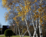 Autumn birches at Simard-Payne Park