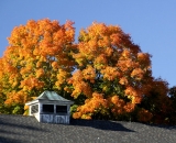 Barn cupola with colorful fall foliage