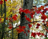 fall-foliage-maple-trees_DSC02665