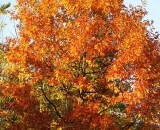 fall-foliage-orange-oak-tree_DSC03042