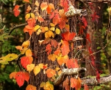fall-foliage-orange-vine-climbing-tree_DSC02017