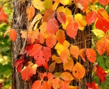 fall-foliage-orange-vine-climbing-tree_DSC02018