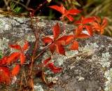 fall-foliage-red-Virginia-Creeper-across-rock__DSC02029