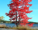 fall-foliage-red-maple-along-road-and-lake_Dscn2744