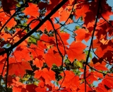 fall-foliage-red-maple-leaves-back-lit_Dscn2572