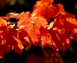 fall-foliage-red-maple-leaves_DSC00189