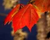 fall-foliage-red-maple-leaves_DSC00207