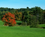 fall-foliage-red-maple-tree-in-green-field__DSC02134
