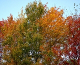 fall-foliage-red-yellow-and-orange_DSC02625
