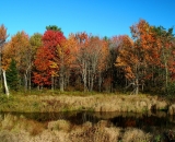 fall-foliage-reflections-in-stream_DSC02548