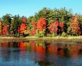 fall-foliage-reflections-in-stream_Dscn2732