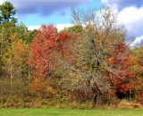 maples-at-edge-of-field_DSC02631