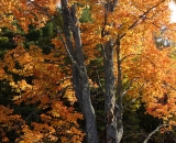 Autumn maple tree at river's edge