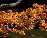 Colorful Maple leaves hanging over stream