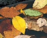 Autumn leaves on water surface