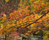 Colorful fall foliage