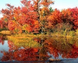 fall-foliage-at-edge-of-lake-and-dam_ 127