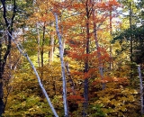 fall-foliage-maples-and-birch_ 131