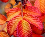fall-foliage-orange-and-red-rugosa-rose-leaves_ 061