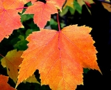 fall-foliage-orange-maple-leaves_ 058