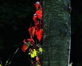 fall-foliage-red-Virginia-Creeper-leaves-against-tree-trunk_PICT1561