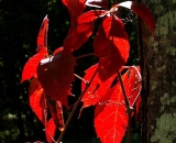 fall-foliage-red-Virginia-Creeper-leaves-backlit_PICT1552